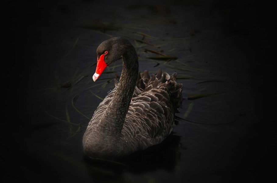 cigno